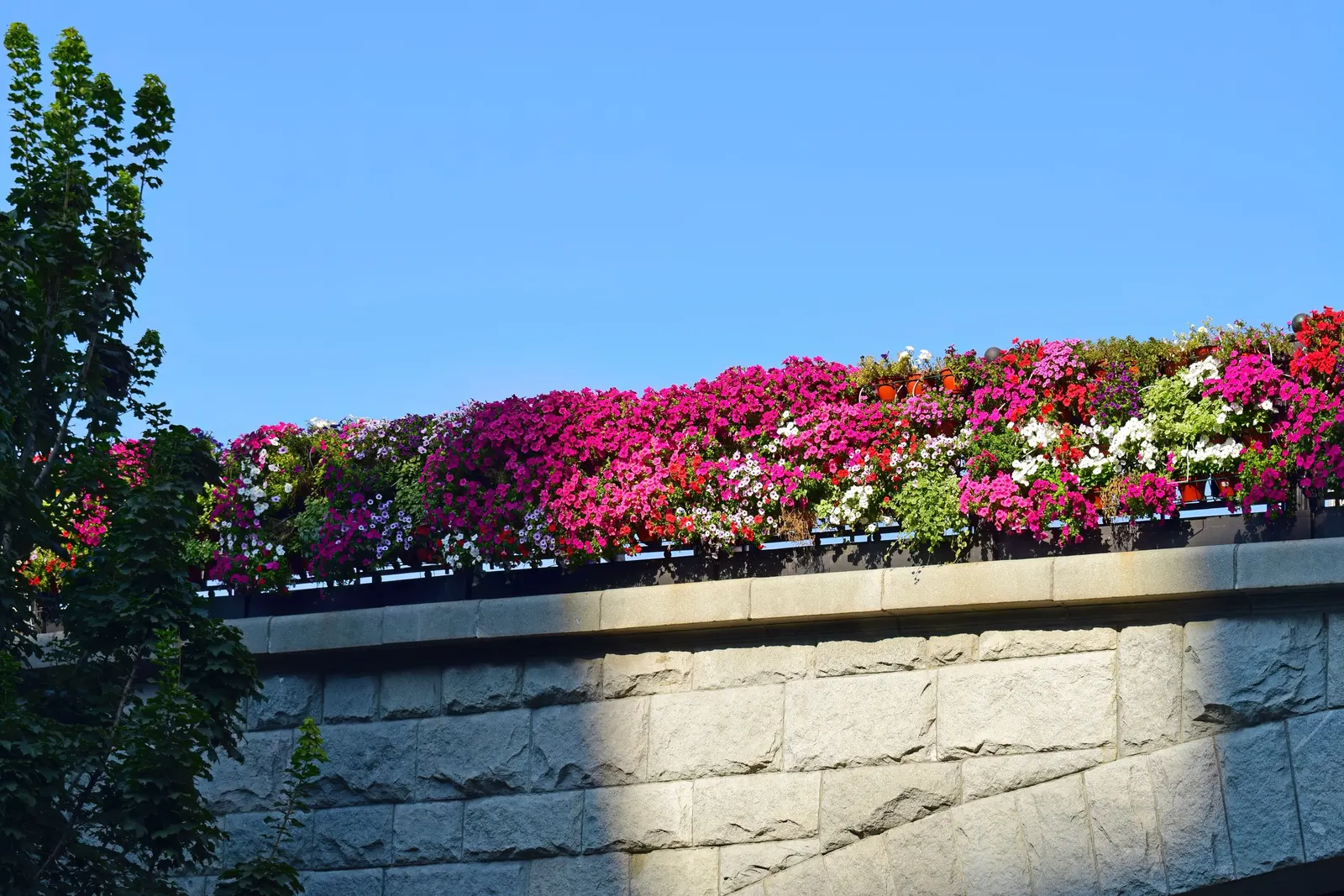 Blue Mounding Petunia (Petunia 'Blue') — trumpet-shaped blossoms in a striking deep blue hue