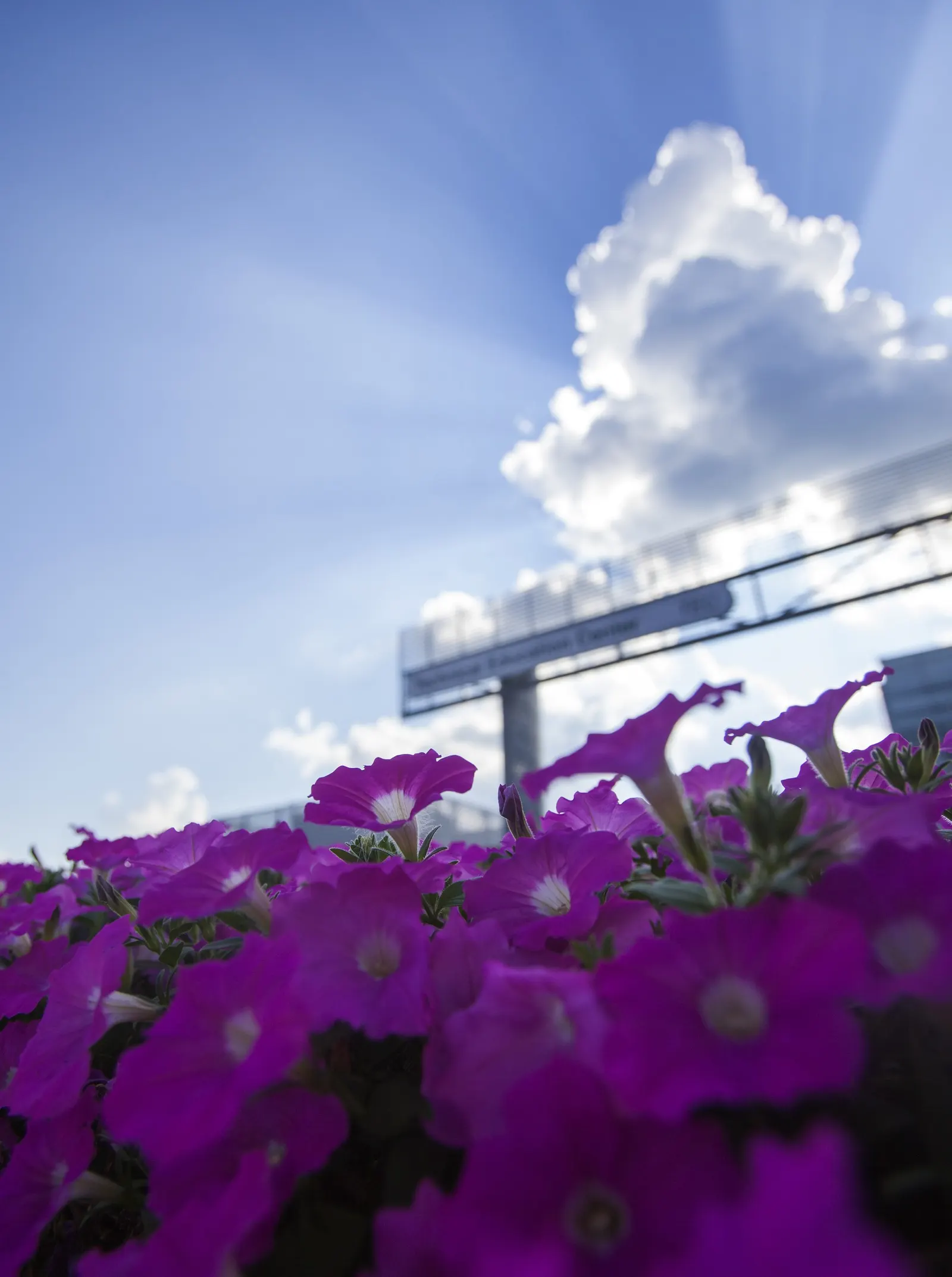 Blue Mounding Petunia (Petunia 'Blue') — As you plan the landscape