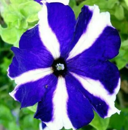 Blue Mounding Petunia (Petunia 'Blue') — consider their bold blue hue for creating striking contrasts with yellows