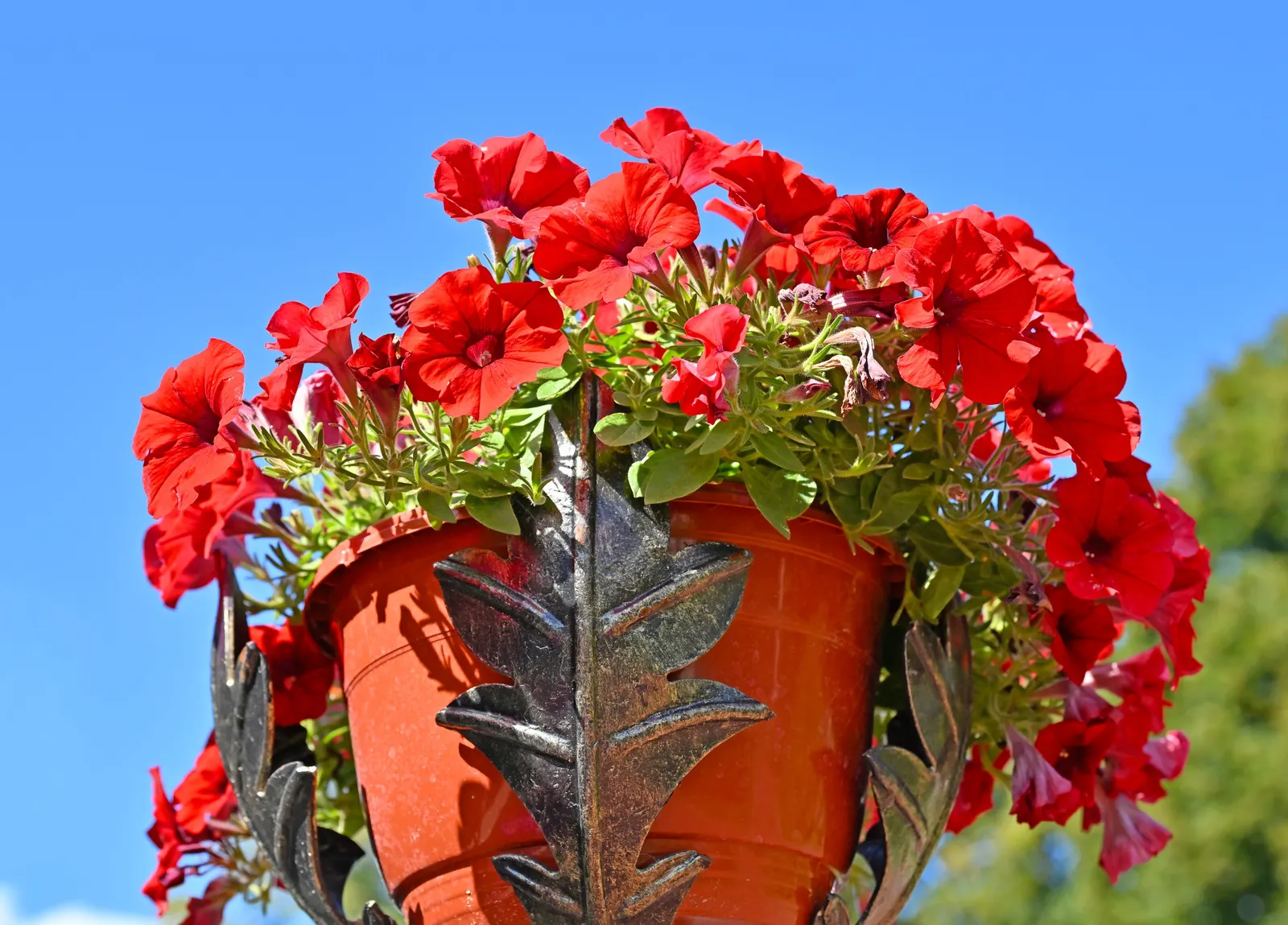 Blue Mounding Petunia (Petunia 'Blue') — and consistent watering is key