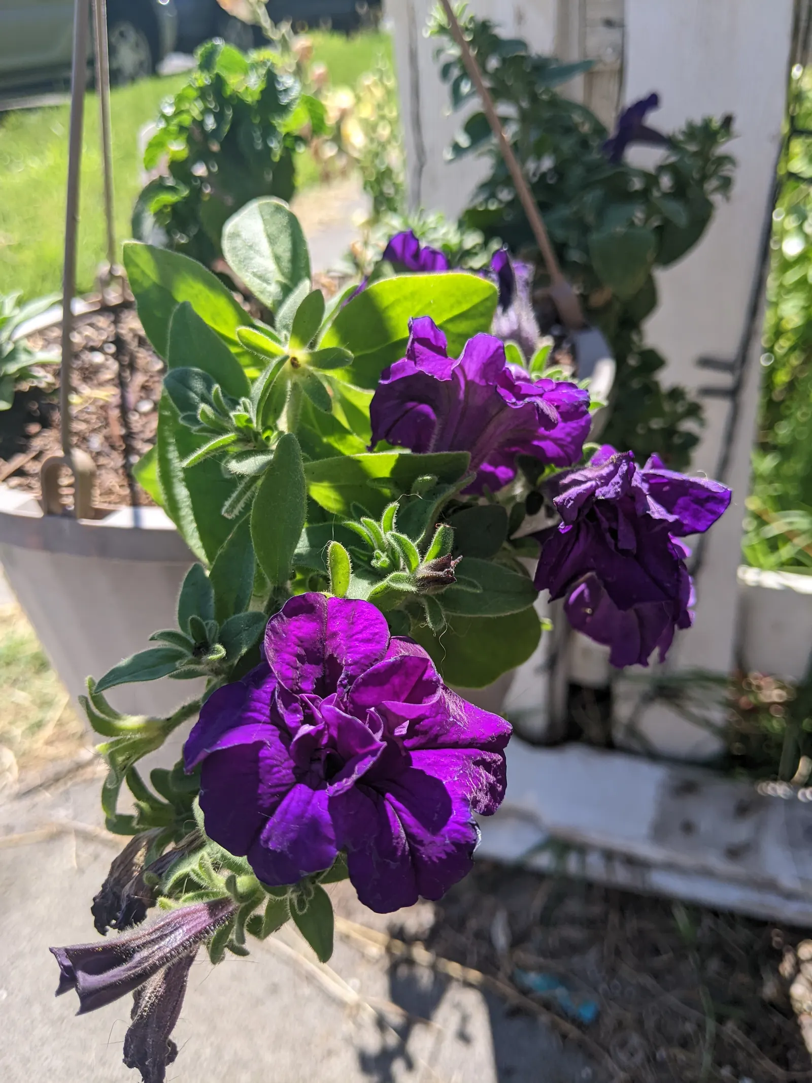 Blue Mounding Petunia (Petunia 'Blue') — The Blue Mounding Petunia typically exhibits a rampant growth habit; preferred for its continuous bloom, image 57