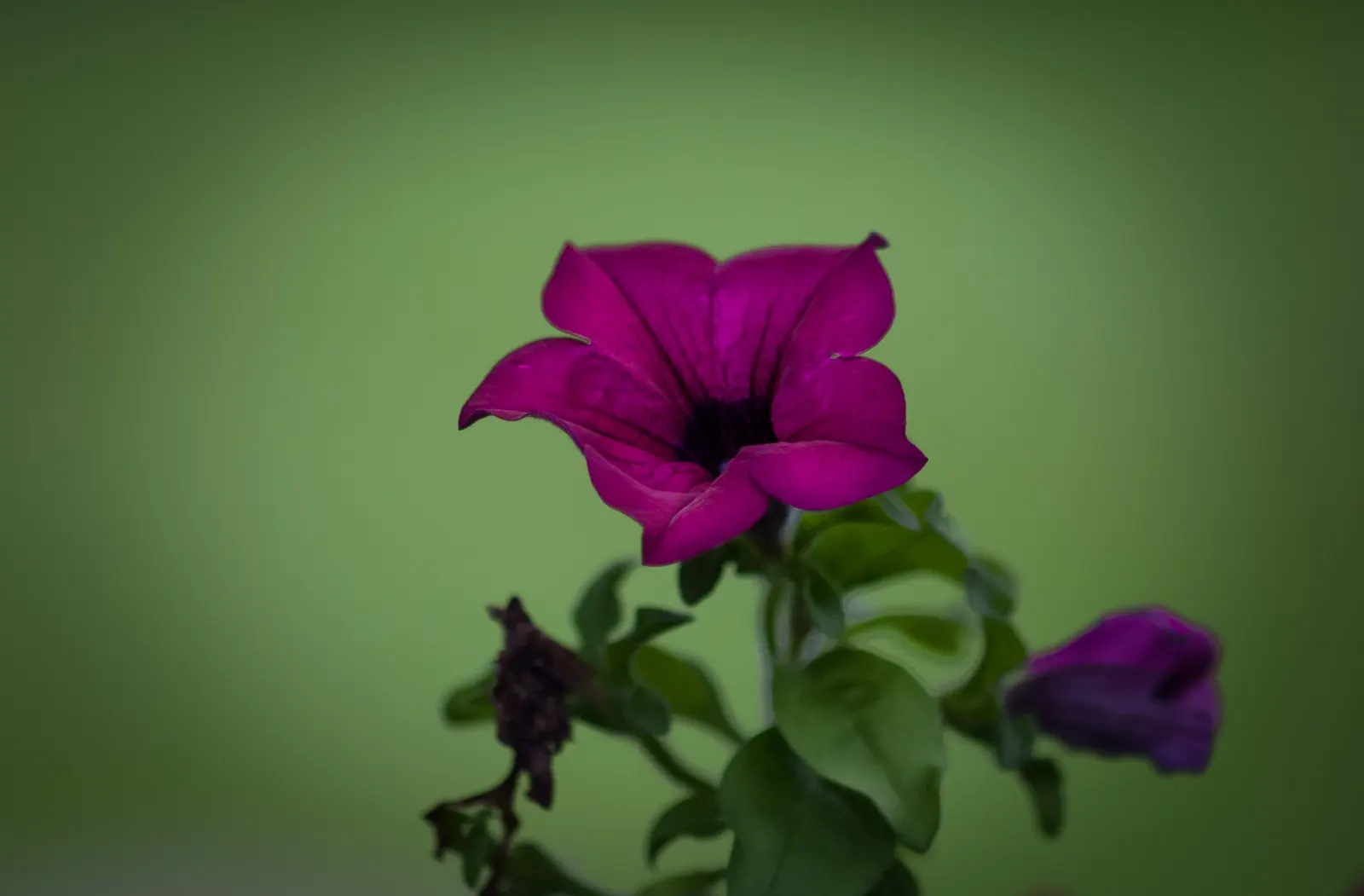 Blue Mounding Petunia (Petunia 'Blue') — This cultivar is prized for its abundant; can extend from early spring until the first frost, image 55