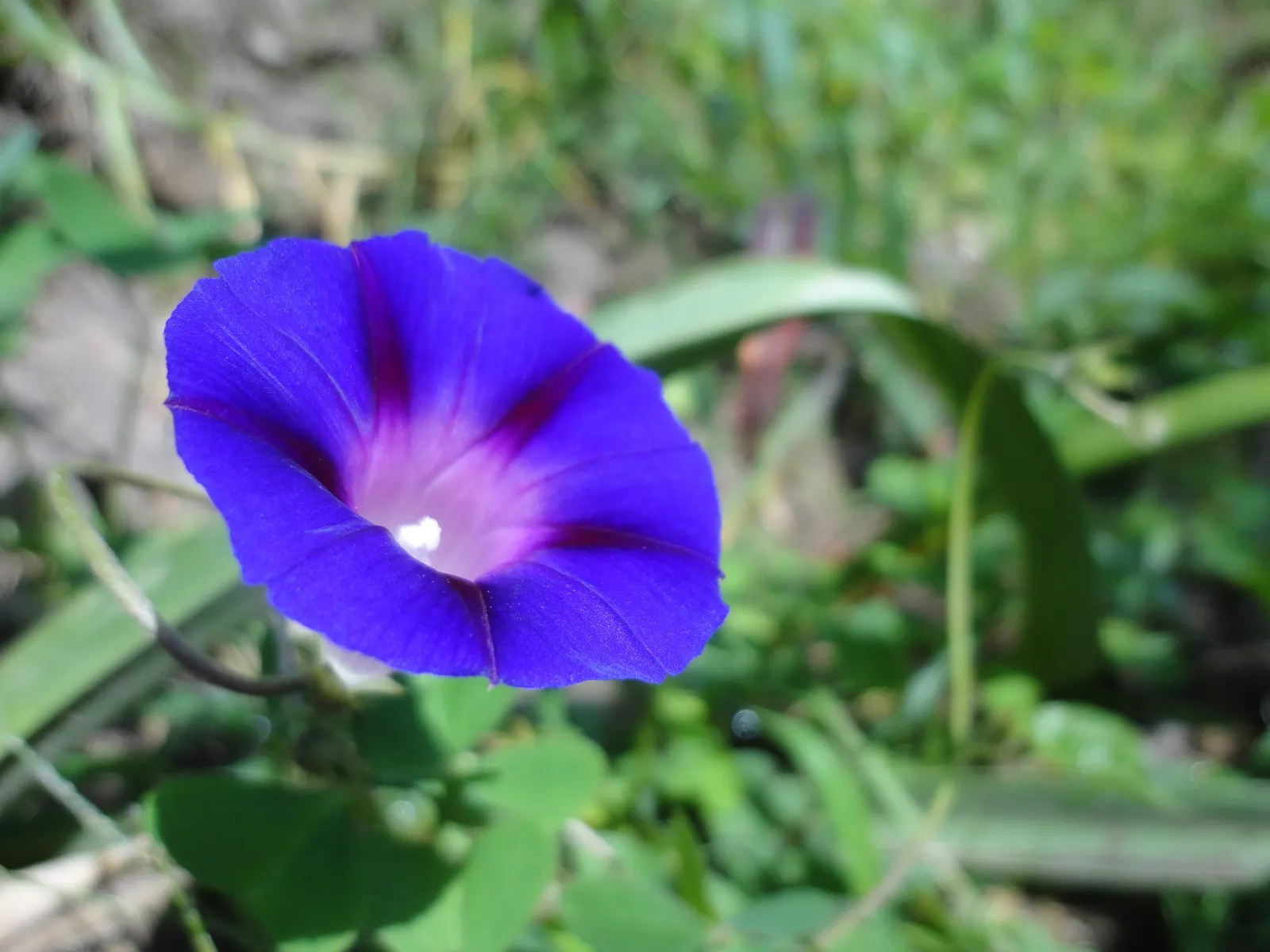 Blue Mounding Petunia (Petunia 'Blue') — annual with white blooms; or as a foreground interest in mixed flower beds.<br><br>These annuals display an impressive