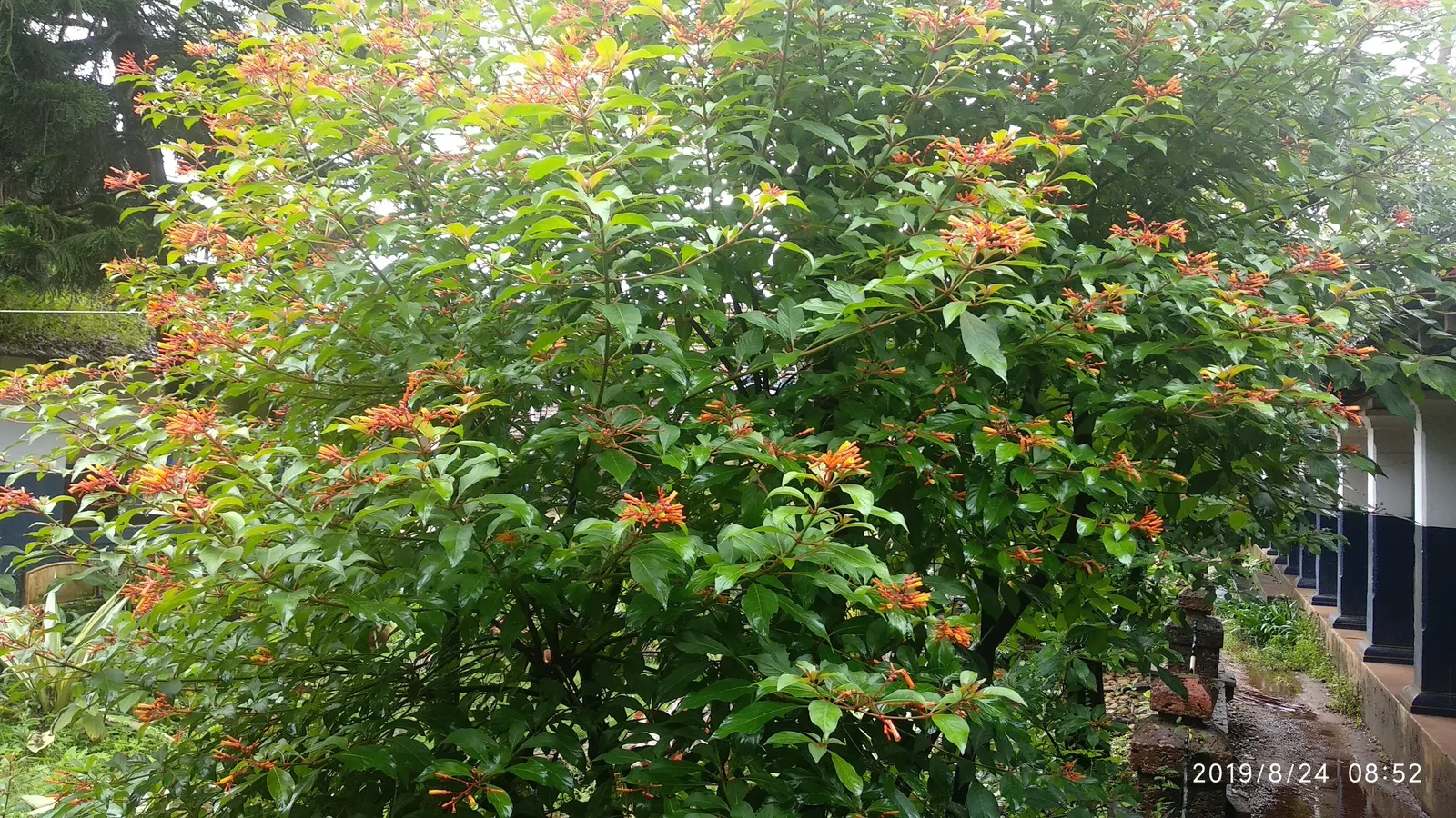 Firecracker Bush (Hamelia Patens) — Thriving in full sun to partial shade, it typically reaches 3-5 feet tall and spreads 2-3 feet wide; in mass, image 62
