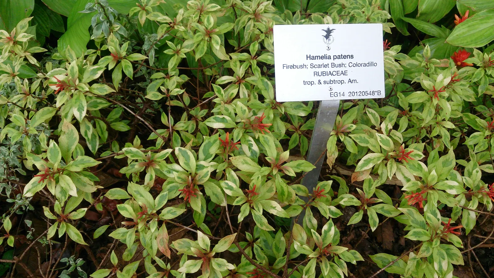 Firecracker Bush (Hamelia Patens) — It requires well-draining soil and is moderately drought-tolerant once established, demanding minimal watering, image 80