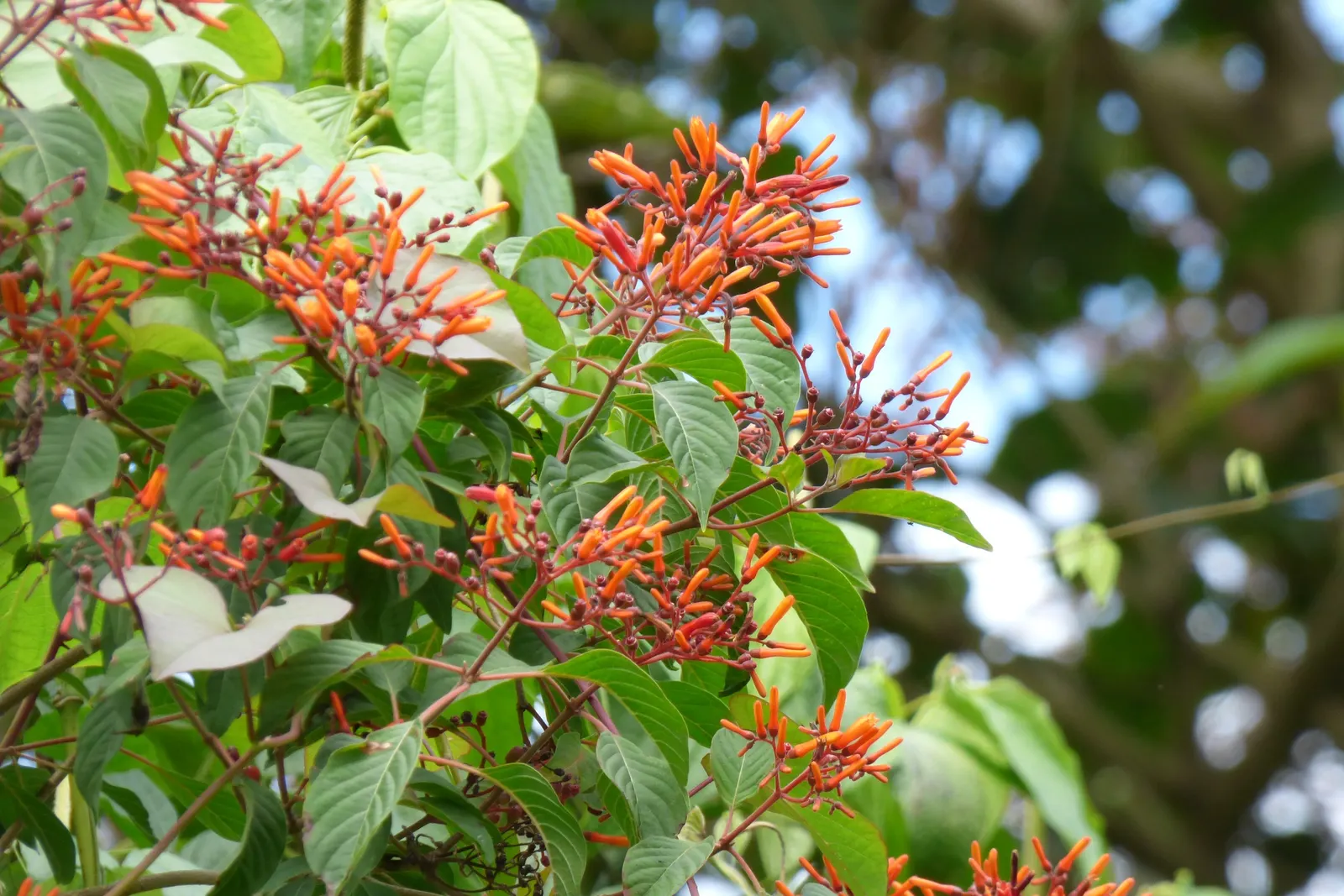 Firecracker Bush (Hamelia Patens) — the Hamelia patens thrives in full sun to partial shade exposures