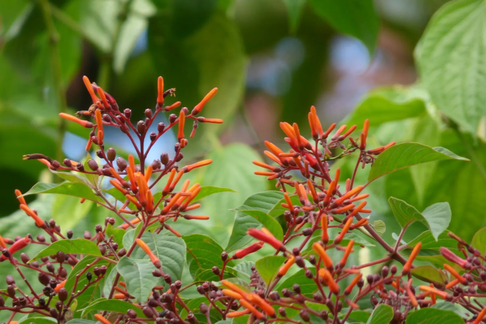 Firecracker Bush (Hamelia Patens) — orange and red flowers in the garden