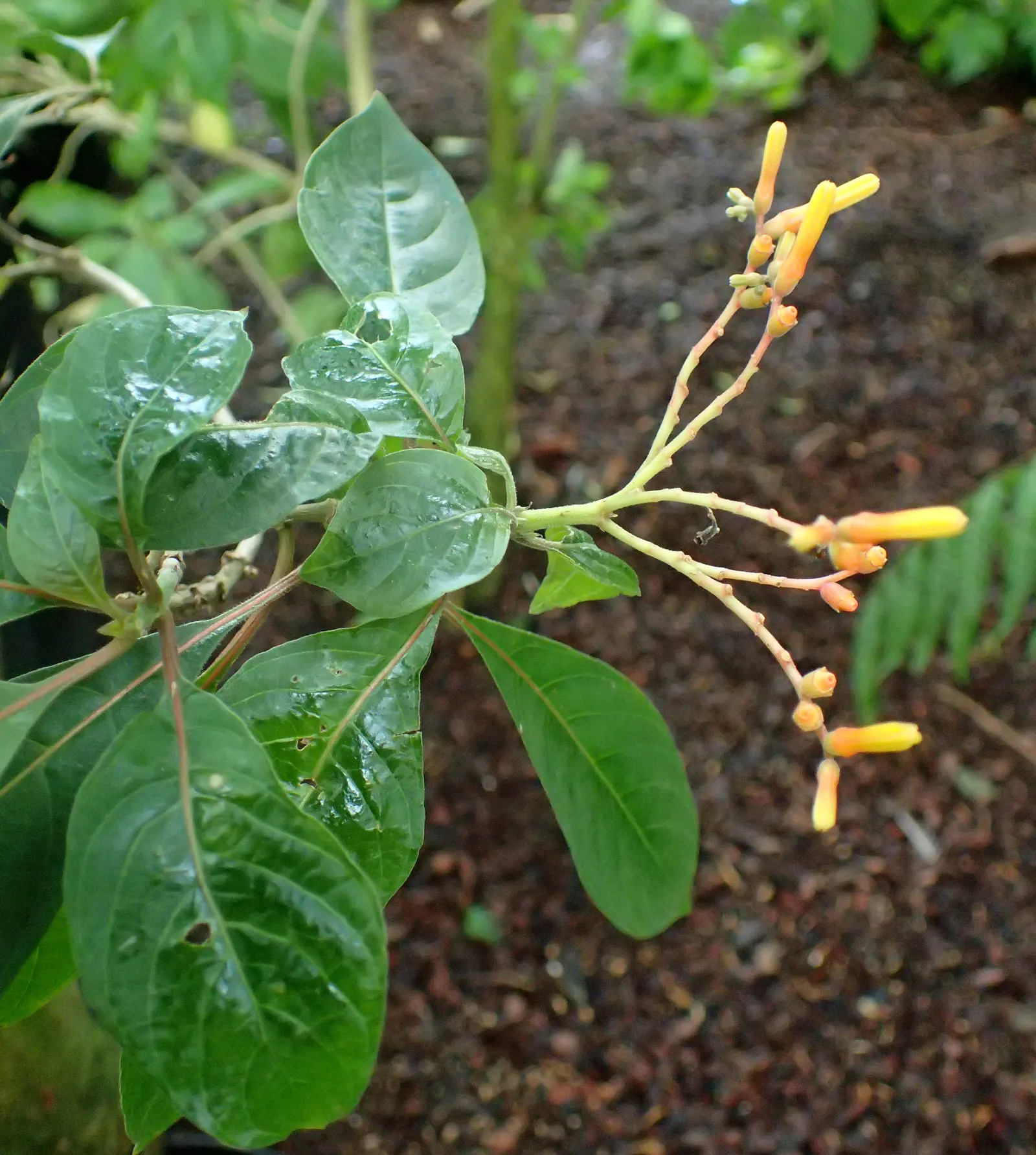 Firecracker Bush (Hamelia Patens) — peaking in summer and fall; offering a brilliant display of color and a bustling hub for local wildlife, image 64