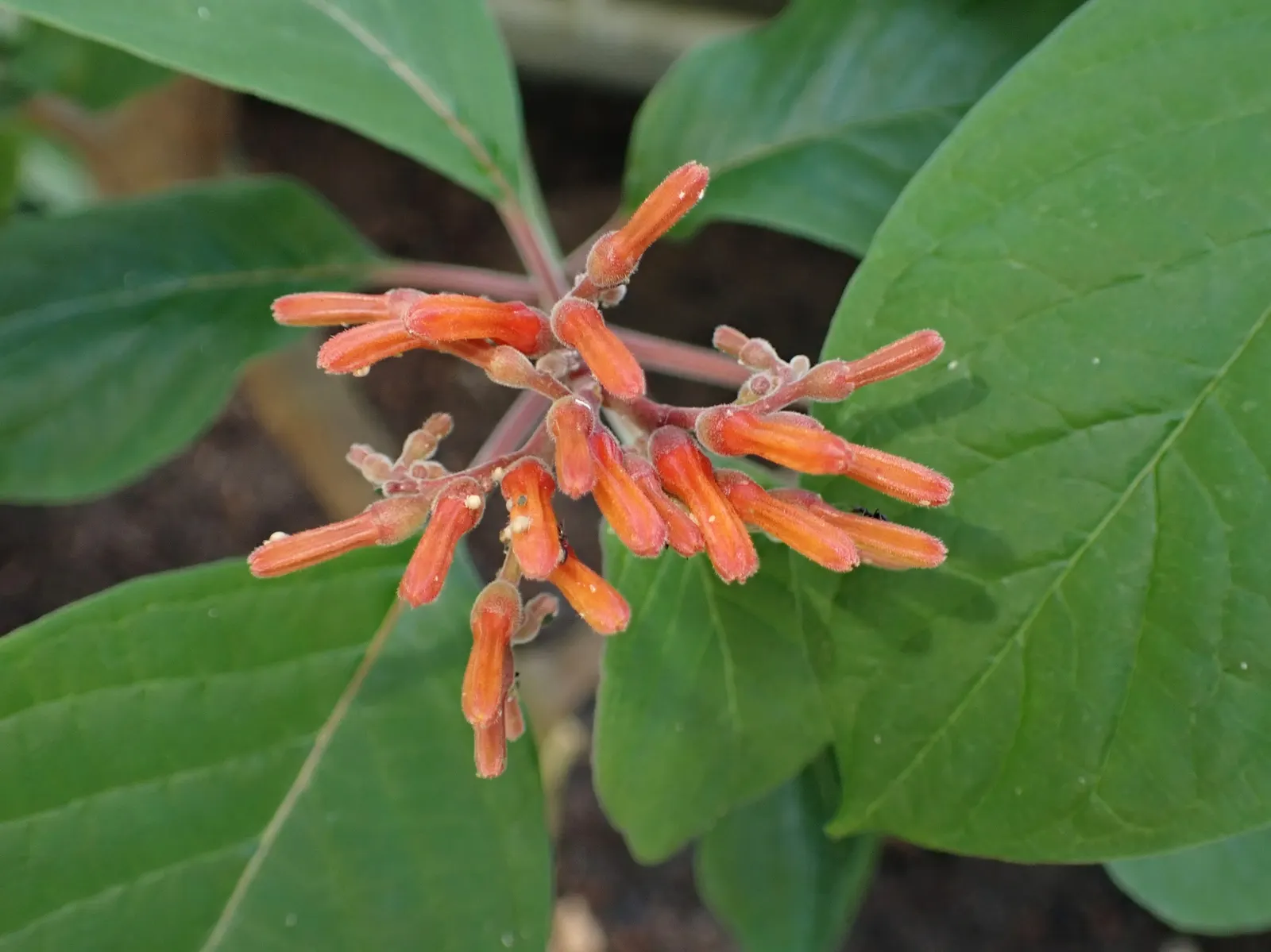Firecracker Bush (Hamelia Patens) — the Hamelia patens thrives in full sun to partial shade exposures; displaying the best color in brighter conditions