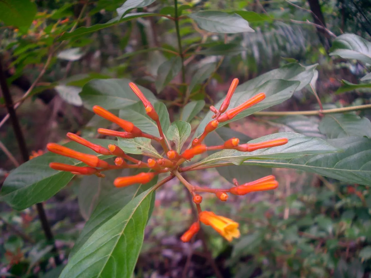 Firecracker Bush (Hamelia Patens) — shrub with orange and red blooms