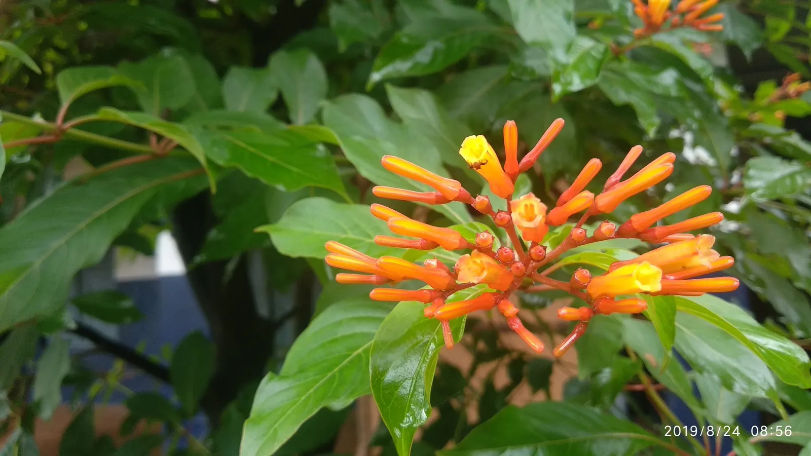 Firecracker Bush (Hamelia Patens) — is a vibrant addition to any landscape