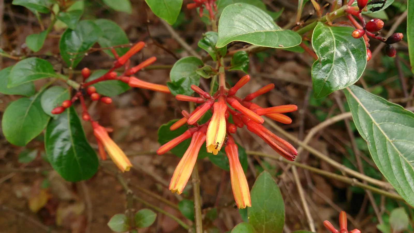 Firecracker Bush (Hamelia Patens) — adding ecological value to your garden.<br><br>Ideally suited for USDA Zones 8 to 11