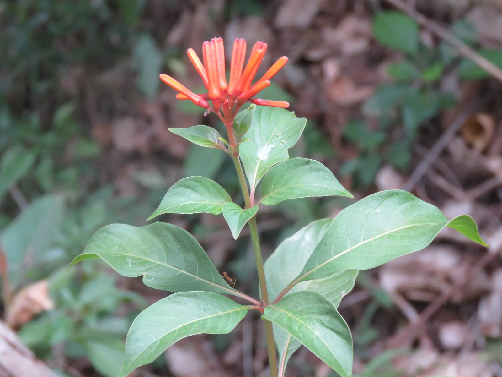 Firecracker Bush (Hamelia Patens) — offers year-round interest with its evergreen foliage and blossoms