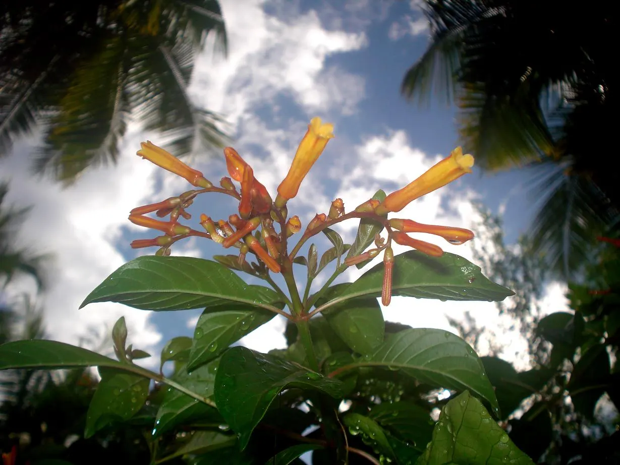 Firecracker Bush (Hamelia Patens) — a vibrant perennial shrub; ranging in size from 3 to 5 feet in width and reaching heights of up to 5 to 8 feet, image 60