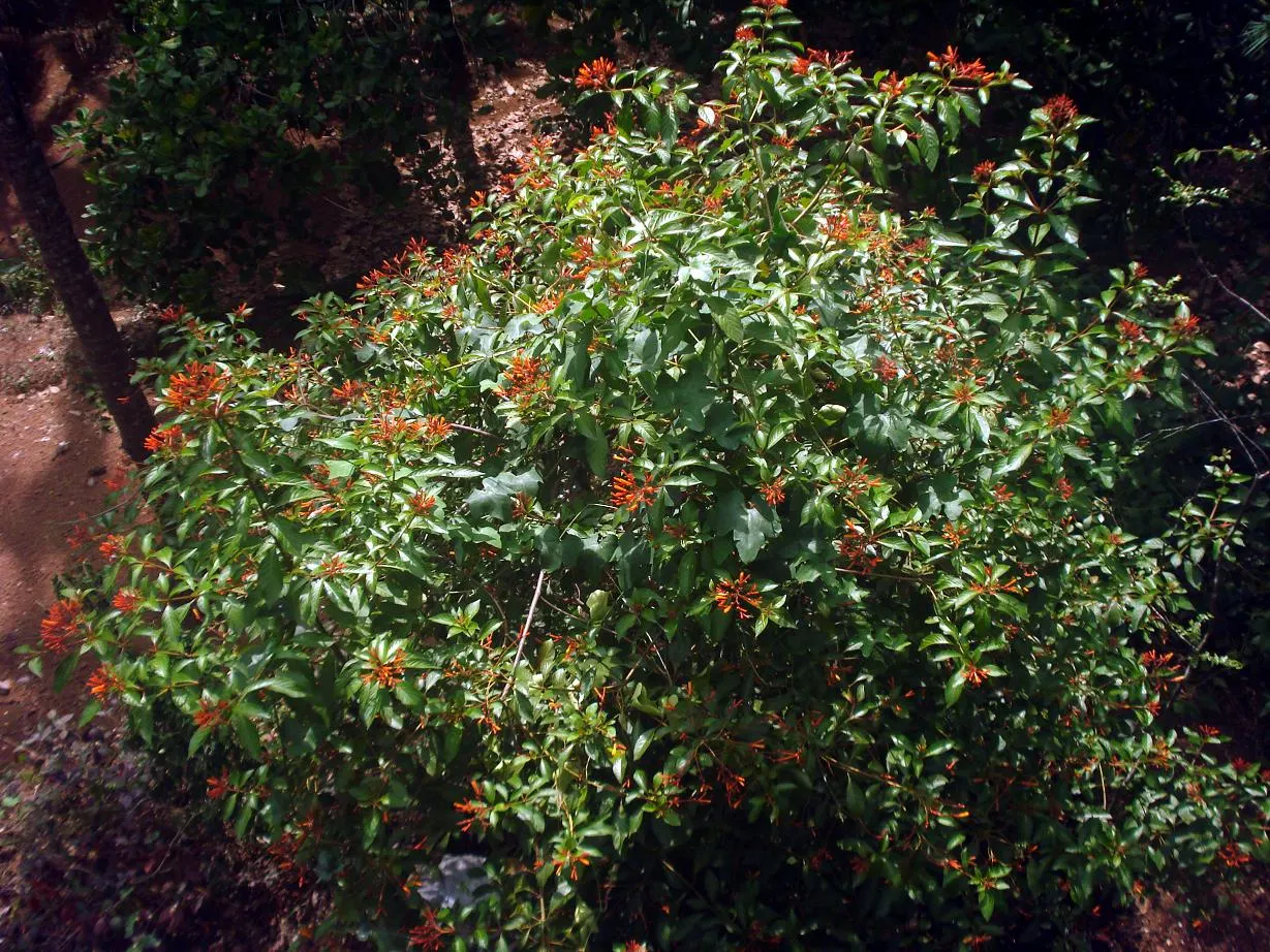 Firecracker Bush (Hamelia Patens) — It requires moderate watering and well-drained soil, adding exotic flair to any landscape design; black fruits, image 65