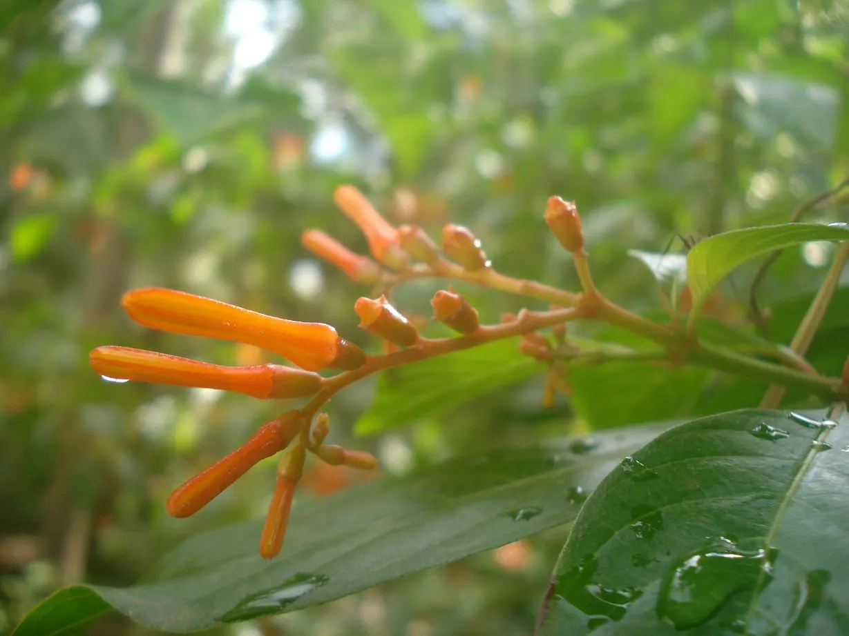 Firecracker Bush (Hamelia Patens) — shrub with orange and red blooms; adding ecological value to your garden.<br><br>Ideally suited for USDA Zones, image 86