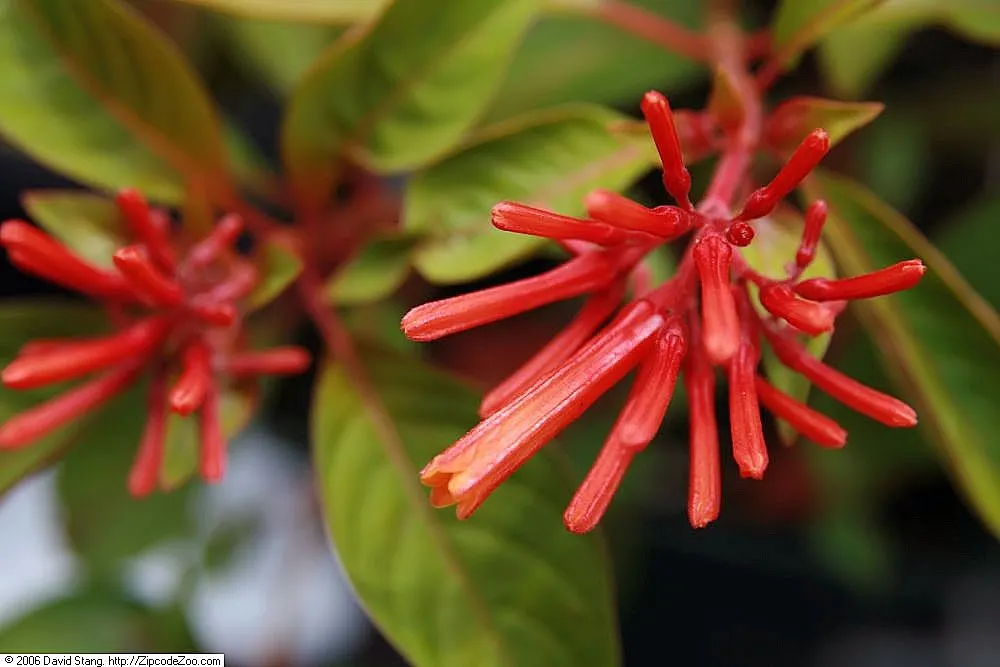 Firecracker Bush (Hamelia Patens) — naturalistic feel to garden spaces.<br><br>Its elongated; the Firecracker Bush (Hamelia patens), image 71