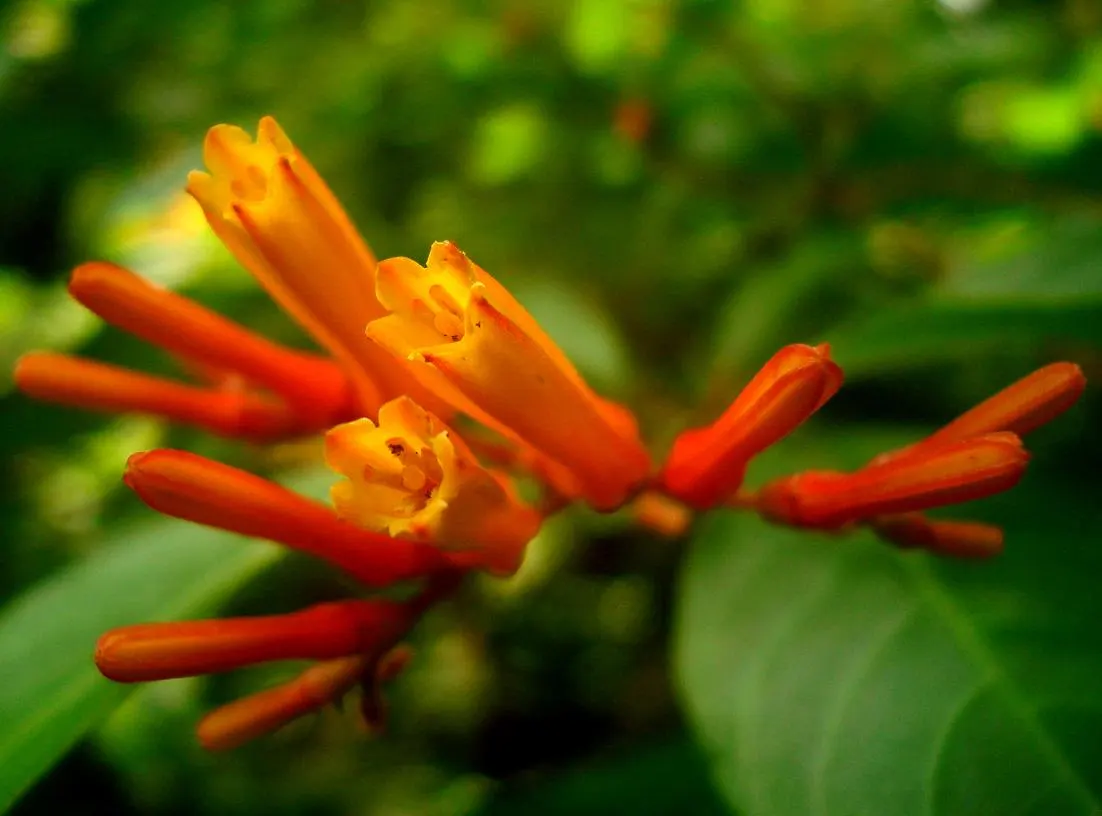 Firecracker Bush (Hamelia Patens) — offering a brilliant display of color and a bustling hub for local wildlife; is a vibrant addition to any landscape