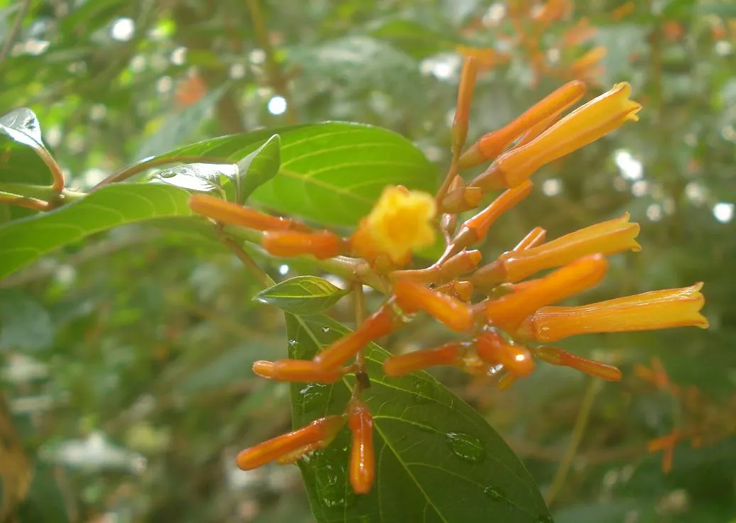 Firecracker Bush (Hamelia Patens) — displaying the best color in brighter conditions; shrub with orange and red blooms, image 79