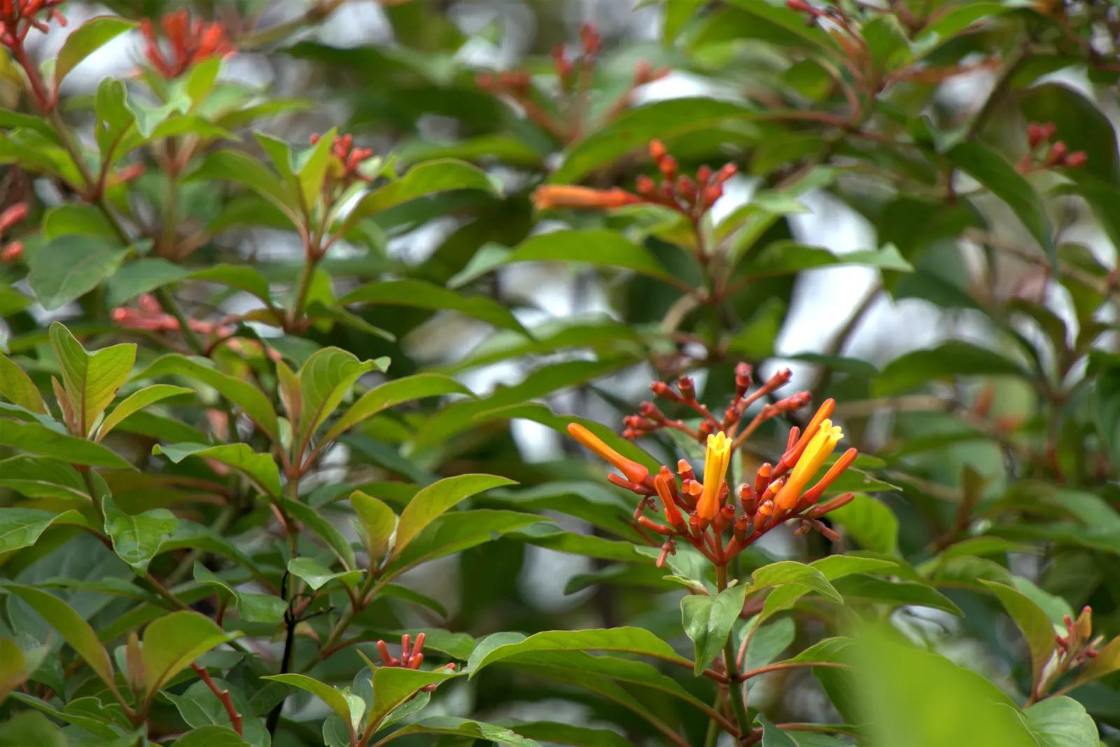Firecracker Bush (Hamelia Patens) — offers year-round interest with its evergreen foliage and blossoms; features tubular orange-red blossoms that, image 63