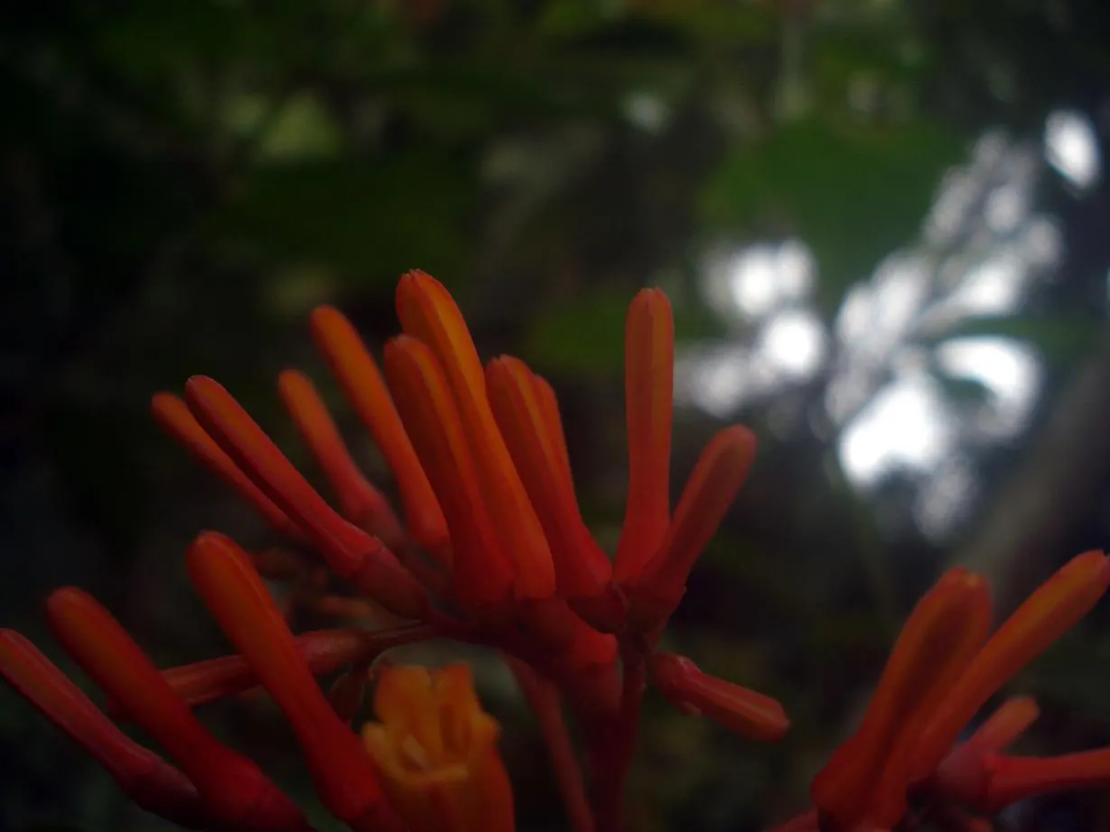 Firecracker Bush (Hamelia Patens) — The Firecracker Bush (Hamelia patens)
