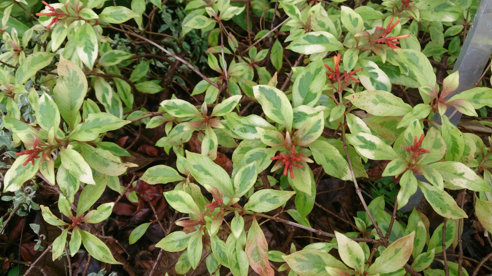 Firecracker Bush (Hamelia Patens) — shrub with orange and red blooms; adding ecological value to your garden.<br><br>Ideally suited for USDA Zones 8 to 11