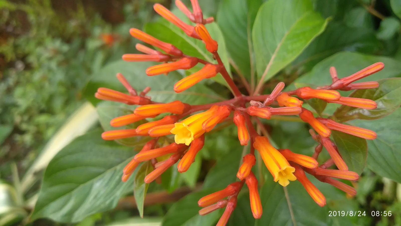 Firecracker Bush (Hamelia Patens) — the Hamelia patens thrives in full sun to partial shade exposures; displaying the best color in brighter, image 78