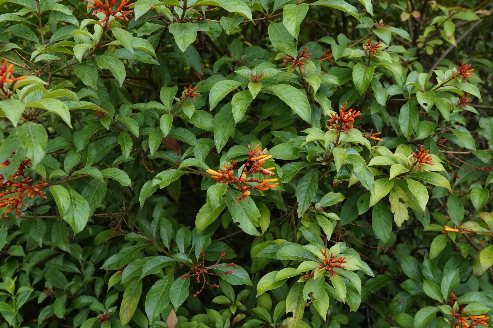 Firecracker Bush (Hamelia Patens) — offering a brilliant display of color and a bustling hub for local wildlife