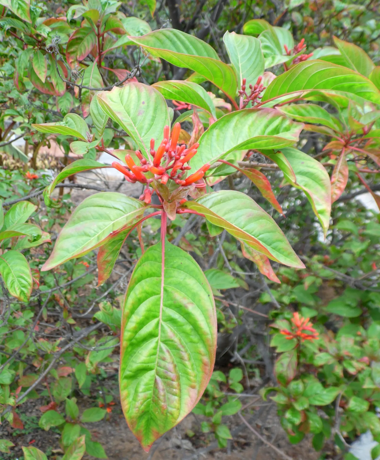 Firecracker Bush (Hamelia Patens) — combined with its moderate growth rate and relatively pest-free nature; naturalistic feel to garden spaces.<br><br>Its