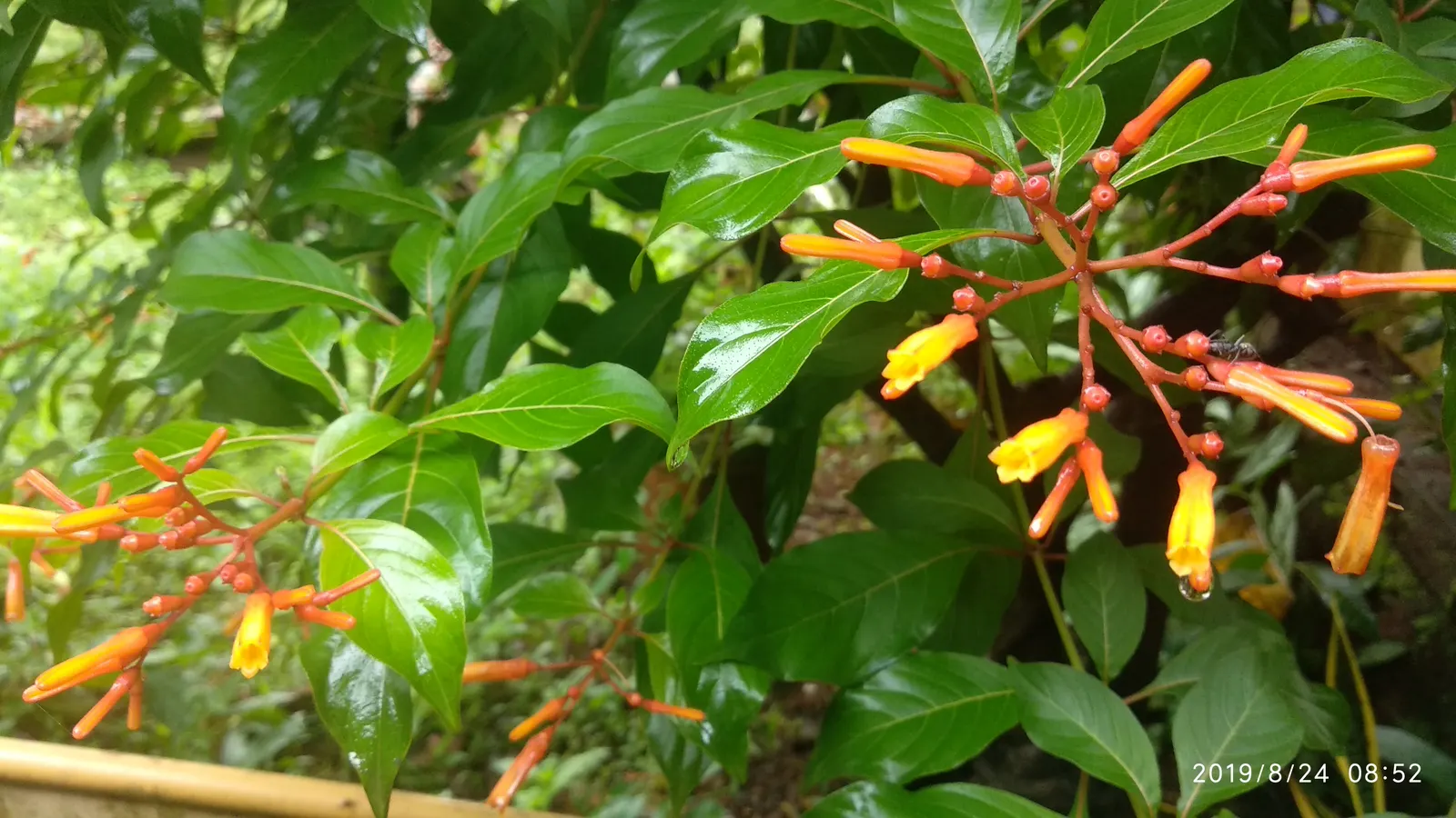 Firecracker Bush (Hamelia Patens) — is a vibrant addition to any landscape; a vibrant perennial shrub, image 67
