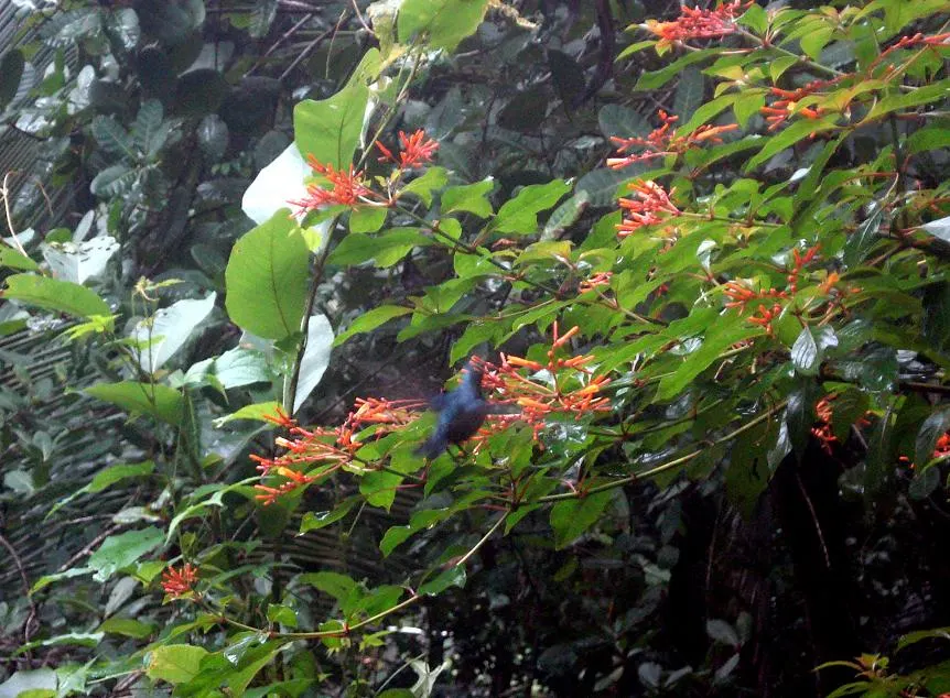 Firecracker Bush (Hamelia Patens) — is a vibrant addition to any landscape; a vibrant perennial shrub