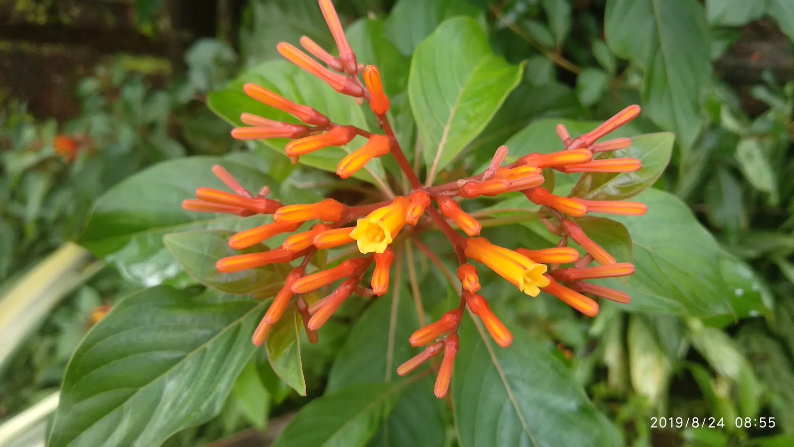 Firecracker Bush (Hamelia Patens) — shrub for full or half; or as part of a mixed border to provide textural contrast