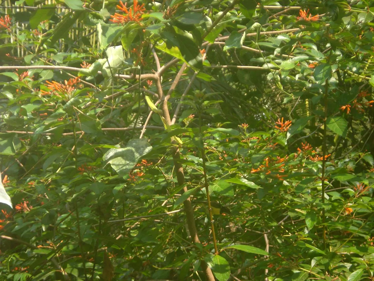 Firecracker Bush (Hamelia Patens) — Thriving in full sun to partial shade, it typically reaches 3-5 feet tall and spreads 2-3 feet wide