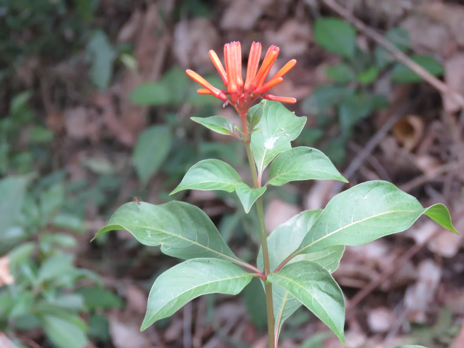 Firecracker Bush (Hamelia Patens) — in mass plantings for a dramatic effect; orange and red flowers in the garden