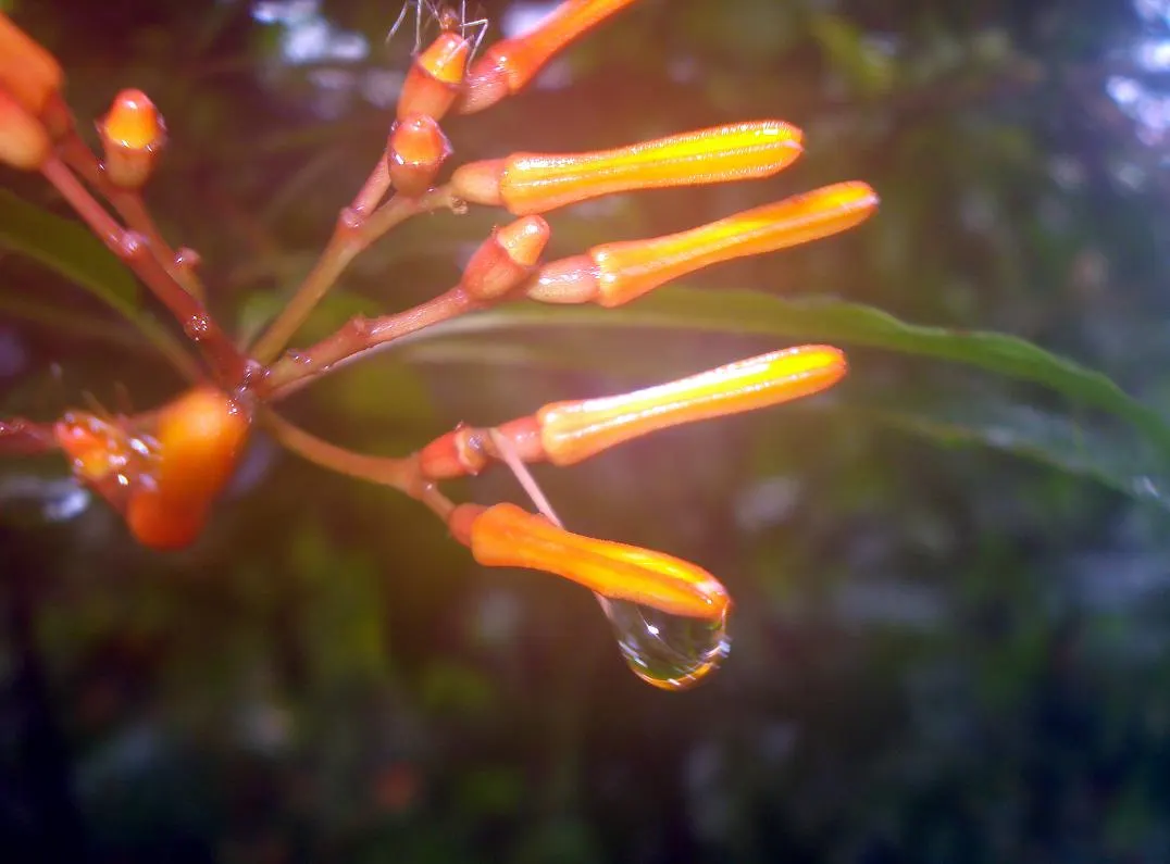 Firecracker Bush (Hamelia Patens) — while the nectar-rich flowers attract pollinators such as hummingbirds and butterflies; it requires moderate, image 76