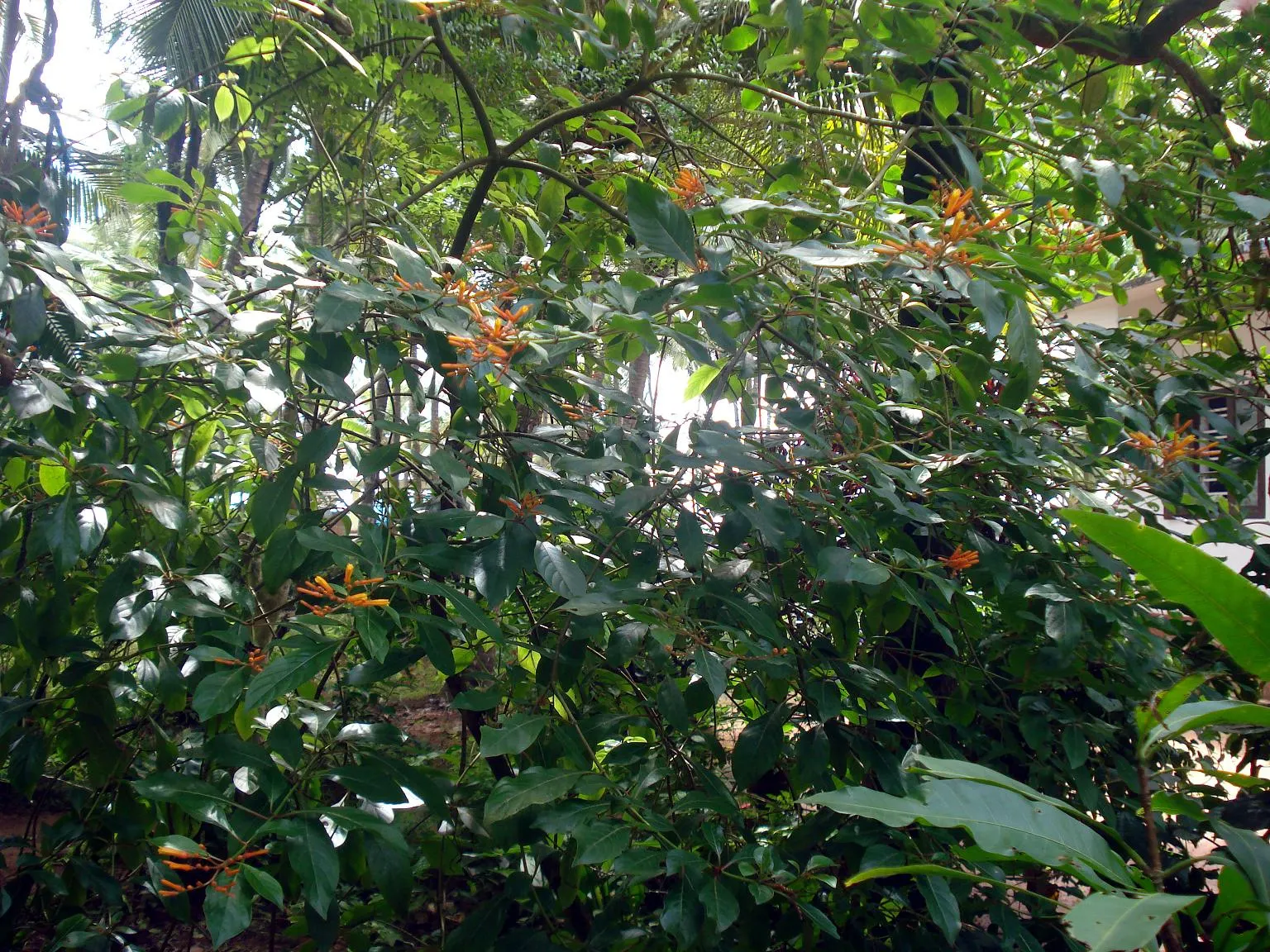 Firecracker Bush (Hamelia Patens) — offers year-round interest with its evergreen foliage and blossoms; features tubular orange-red blossoms that attract