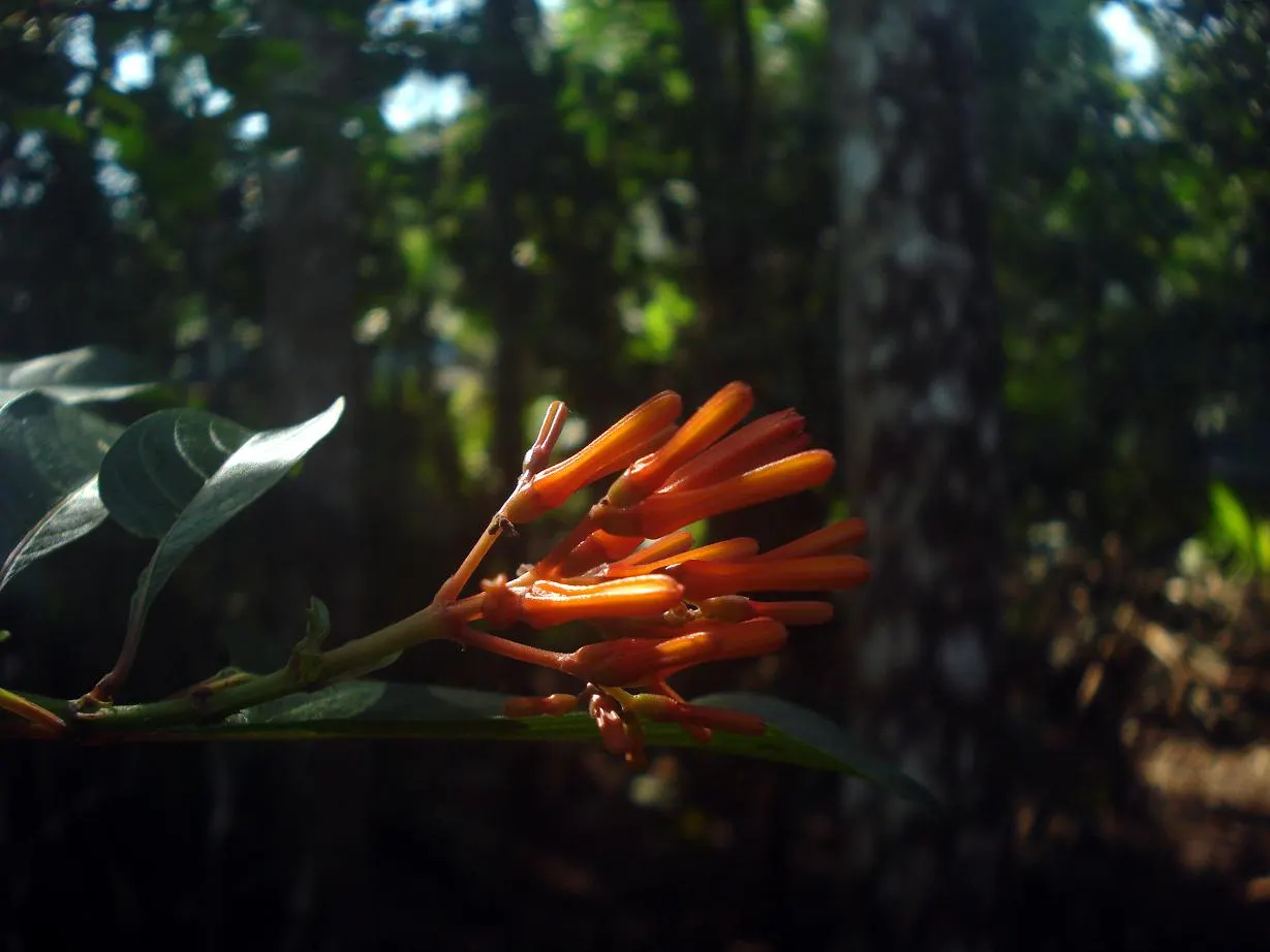 Firecracker Bush (Hamelia Patens) — displaying the best color in brighter conditions; shrub with orange and red blooms