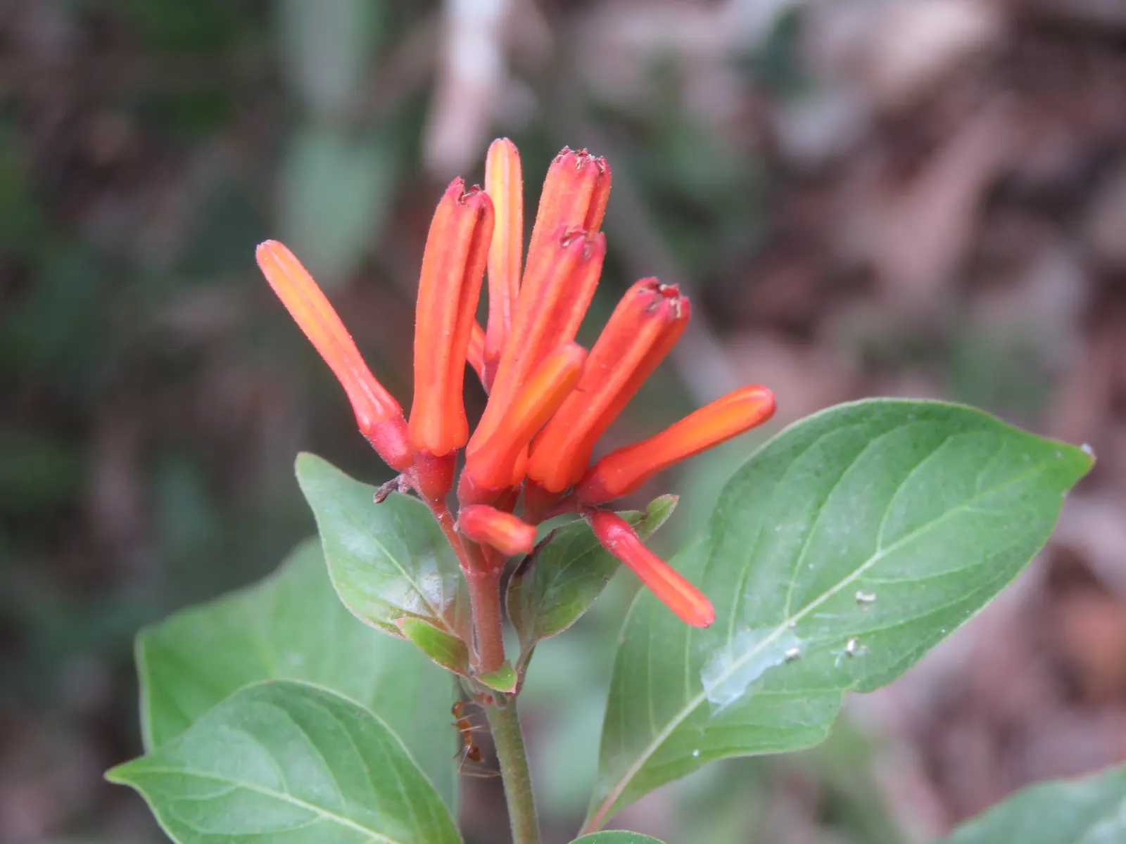 Firecracker Bush (Hamelia Patens) — black fruits are a favorite for birds
