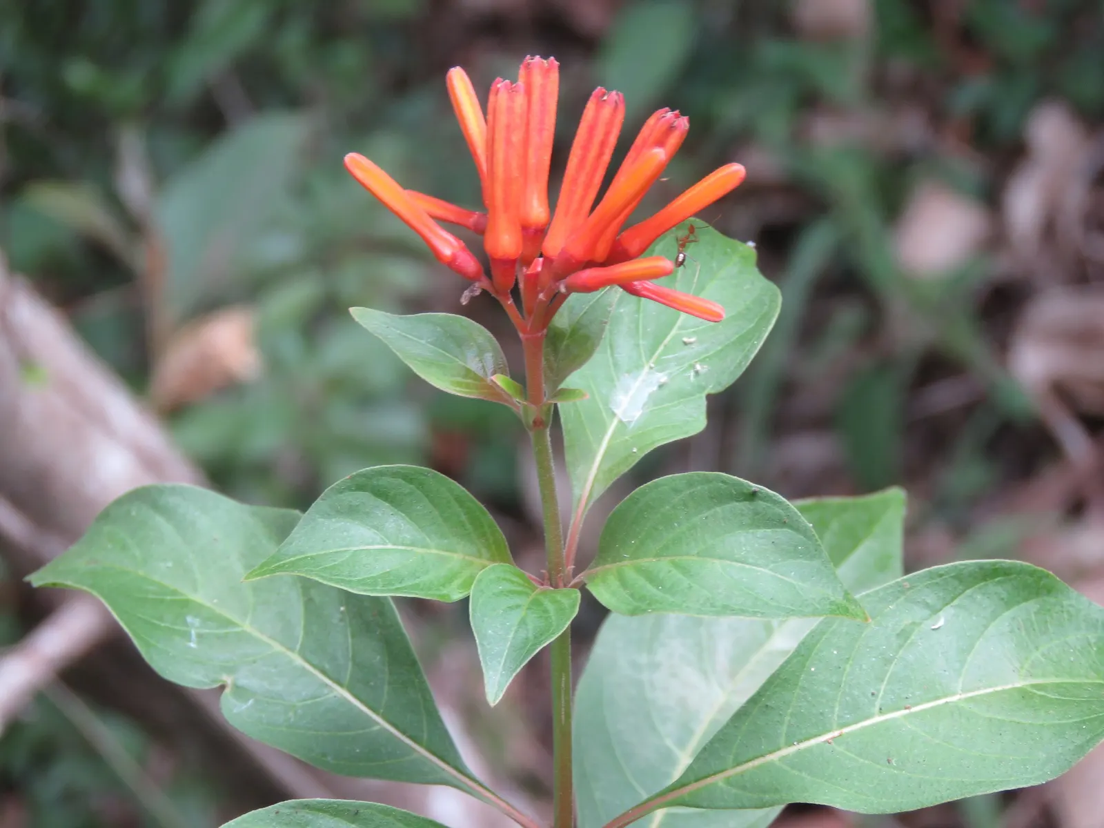 Firecracker Bush (Hamelia Patens) — naturalistic feel to garden spaces.<br><br>Its elongated; the Firecracker Bush (Hamelia patens)