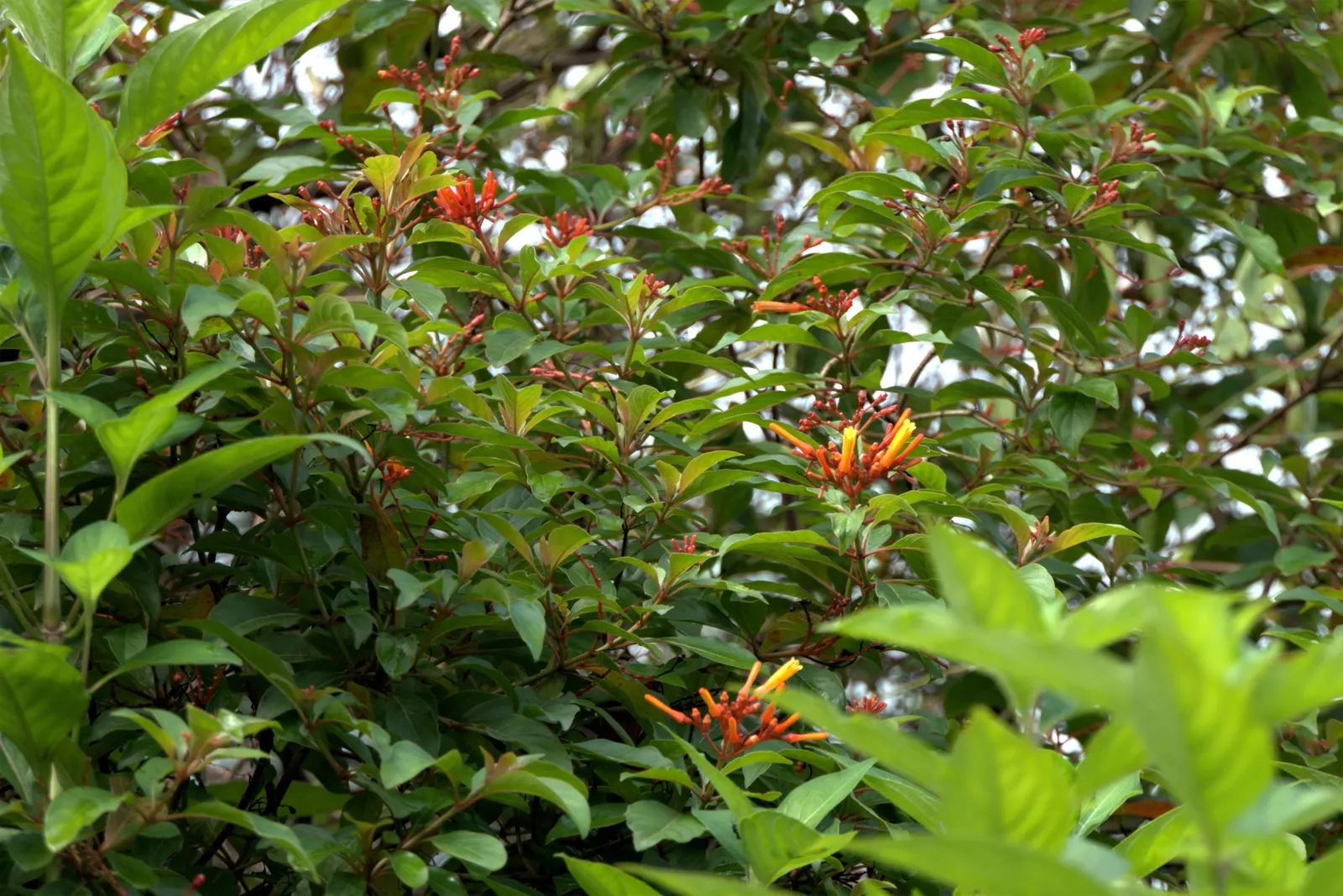Firecracker Bush (Hamelia Patens) — orange and red flowers in the garden; can be pruned to maintain a desired shape or allowed to grow freely, image 85