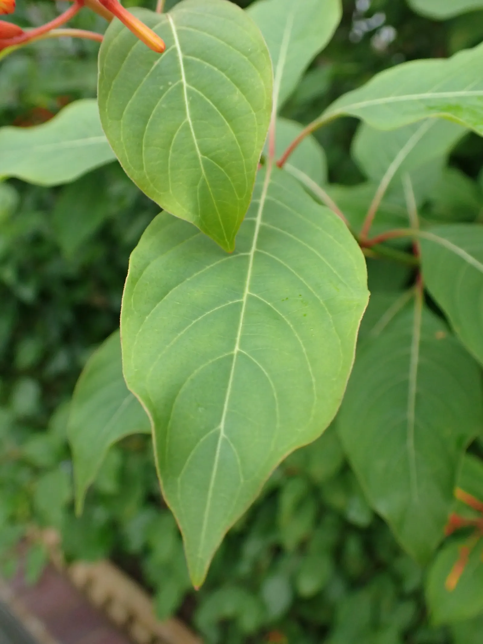 Firecracker Bush (Hamelia Patens) — peaking in summer and fall