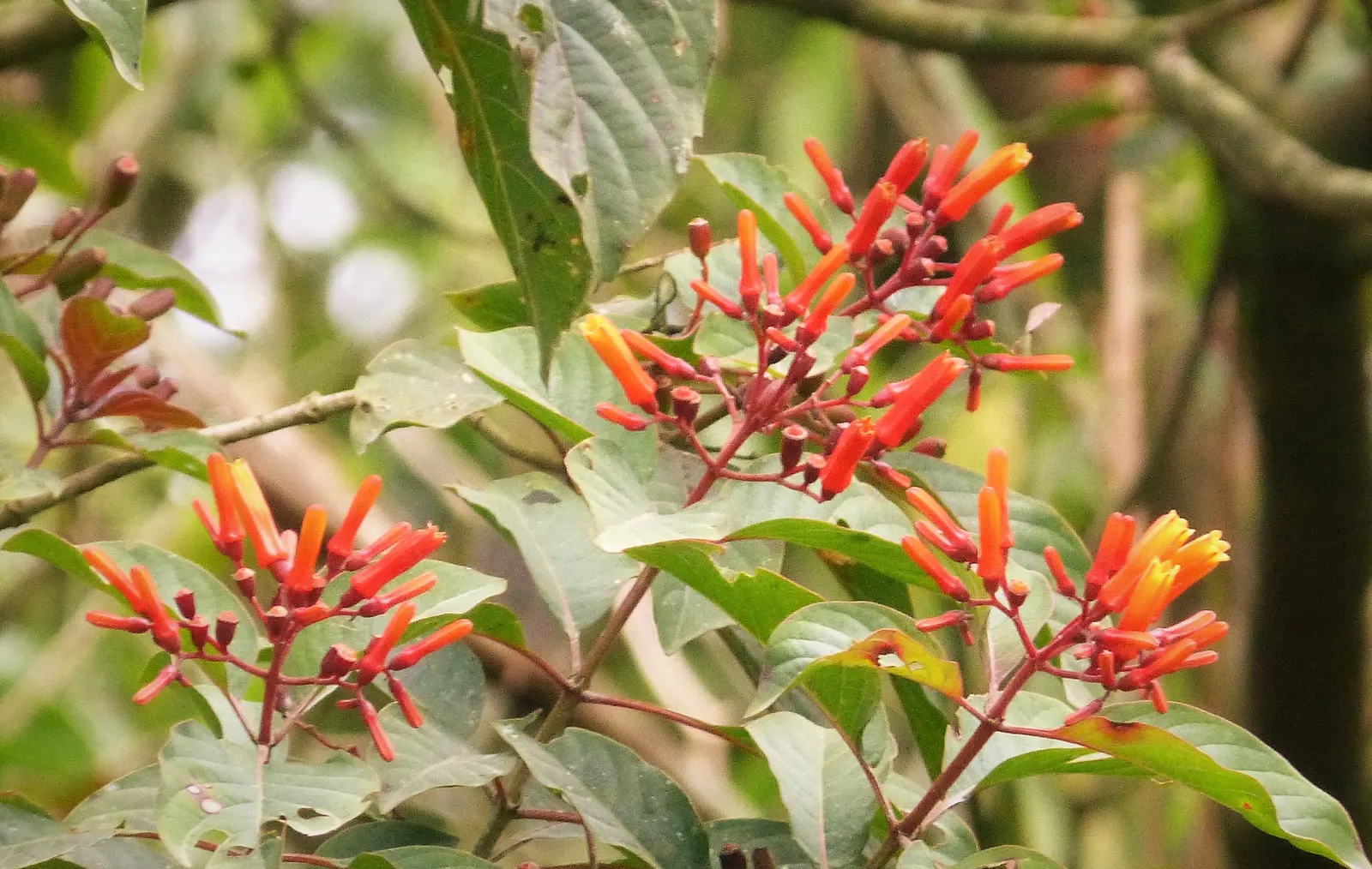 Firecracker Bush (Hamelia Patens) — black fruits are a favorite for birds; shrub for full or half, image 75