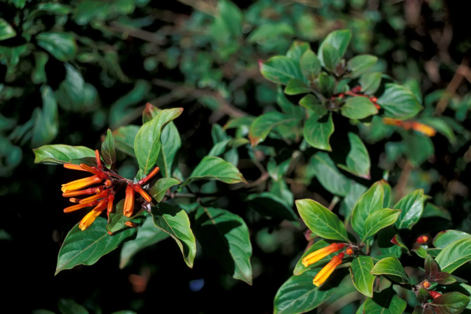 Firecracker Bush (Hamelia Patens) — a vibrant perennial shrub; ranging in size from 3 to 5 feet in width and reaching heights of up to 5 to 8 feet, image 89