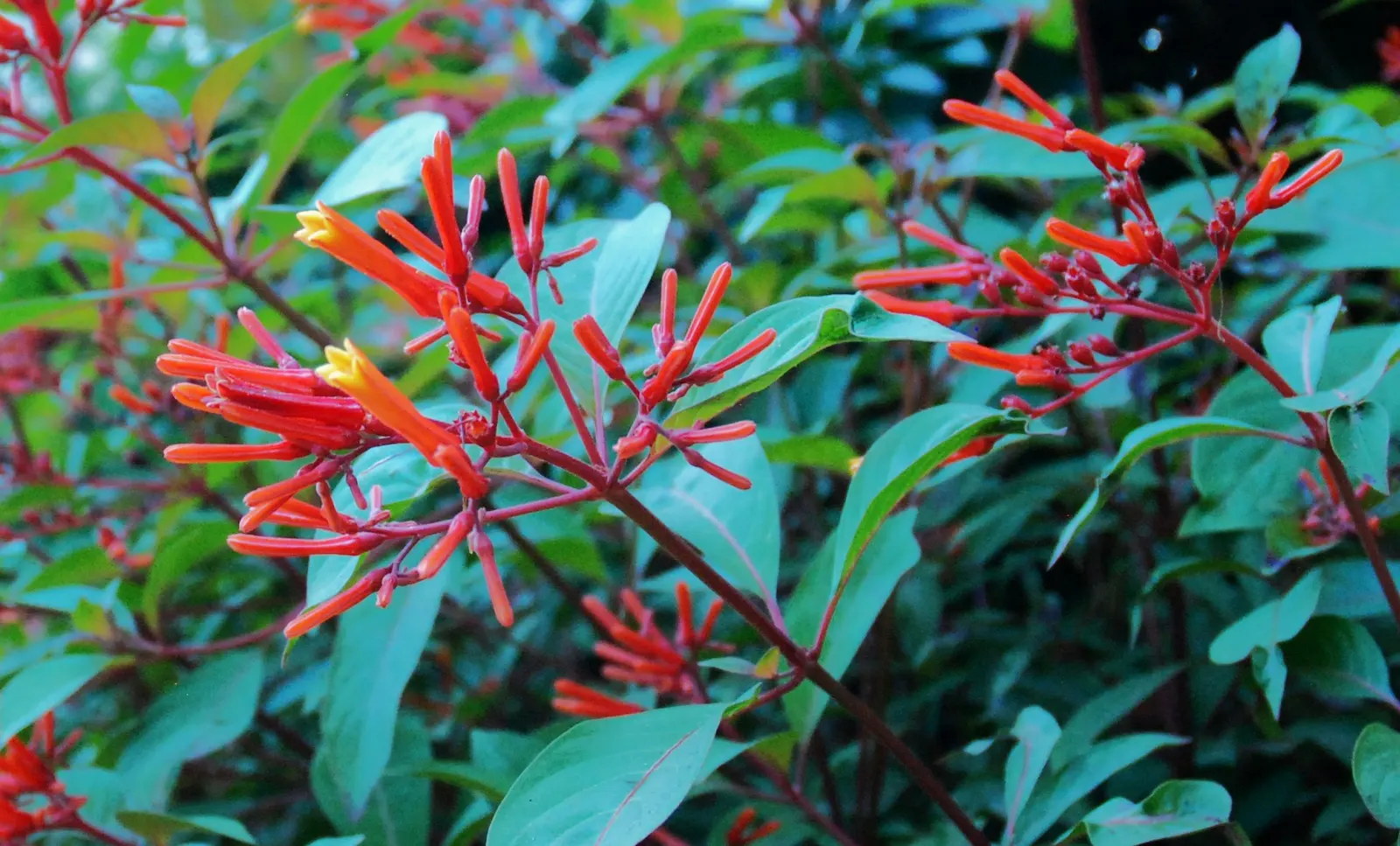 Firecracker Bush (Hamelia Patens) — or as part of a mixed border to provide textural contrast; offers year-round interest with its evergreen foliage and
