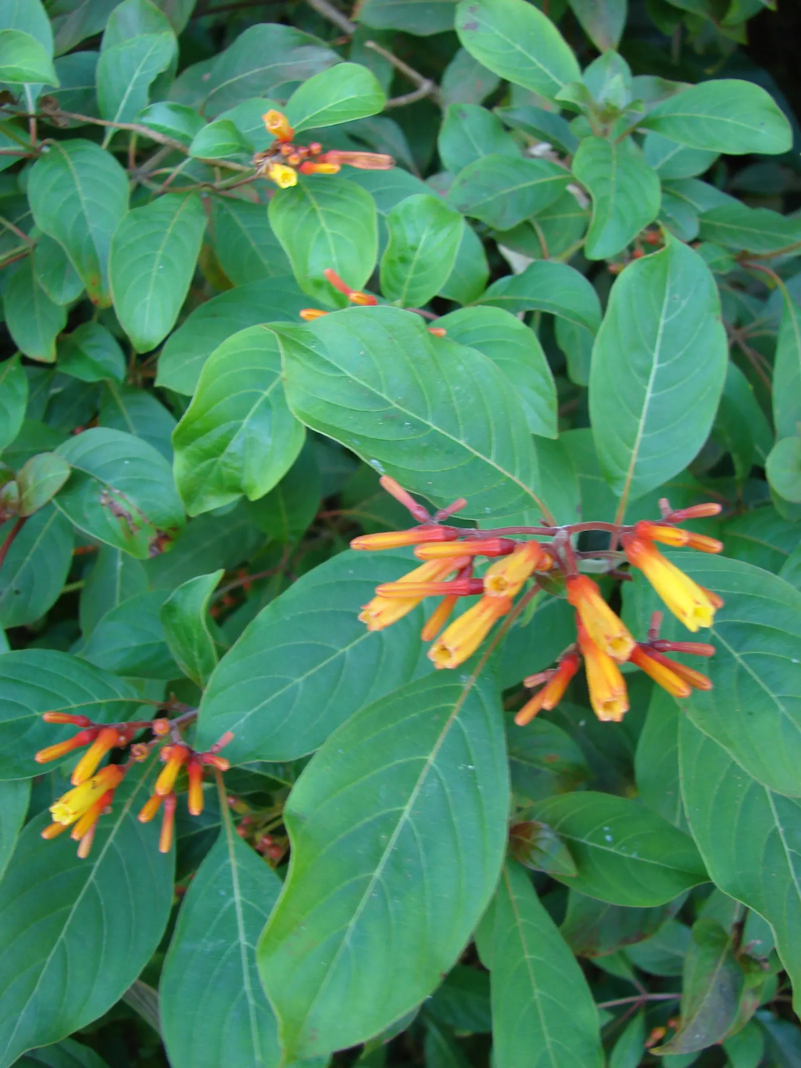 Firecracker Bush (Hamelia Patens) — ranging in size from 3 to 5 feet in width and reaching heights of up to 5 to 8 feet; resembling flickering flames