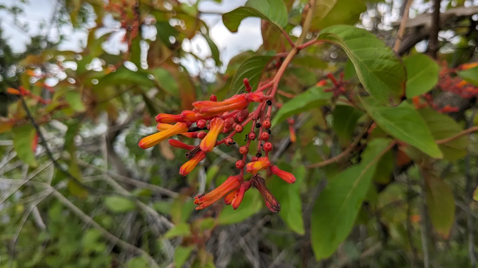 Firecracker Bush (Hamelia Patens) — features tubular orange-red blossoms that attract hummingbirds and butterflies; while the nectar-rich flowers, image 61
