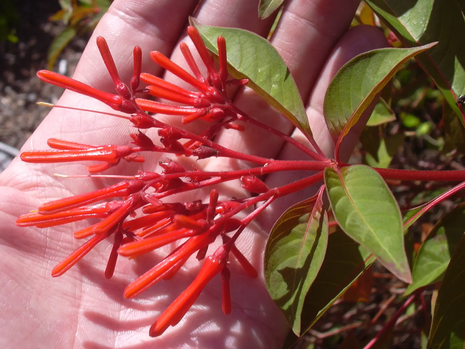Firecracker Bush (Hamelia Patens) — features tubular orange-red blossoms that attract hummingbirds and butterflies