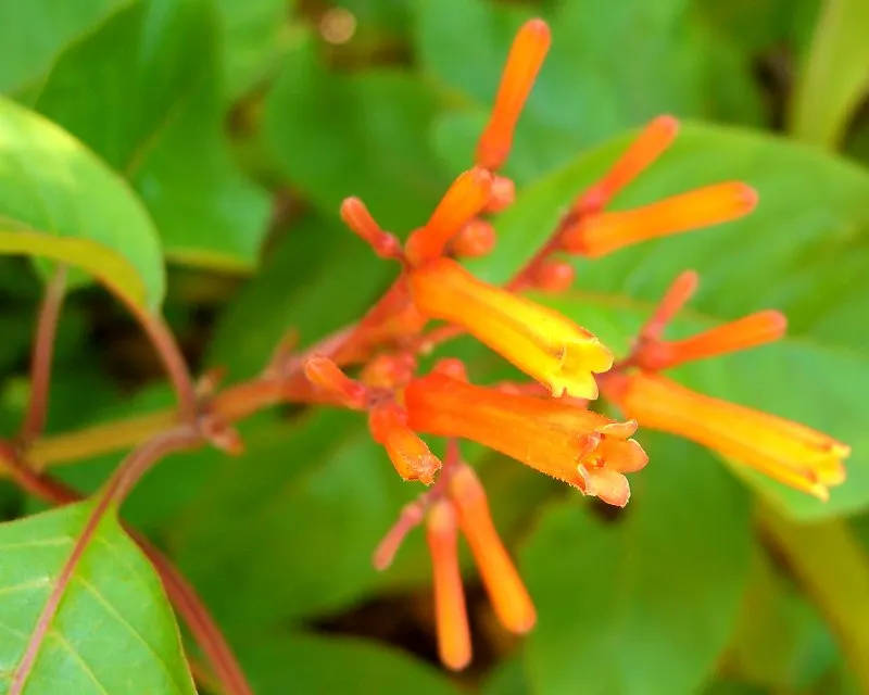 Firecracker Bush (Hamelia Patens) — offering a brilliant display of color and a bustling hub for local wildlife; is a vibrant addition to any, image 68