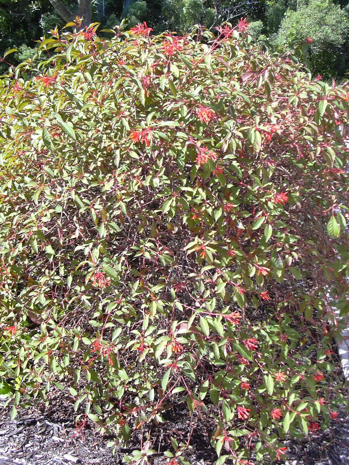 Firecracker Bush (Hamelia Patens) — The Firecracker Bush (Hamelia patens); thriving in full sun to partial shade, it typically reaches 3-5 feet, image 59