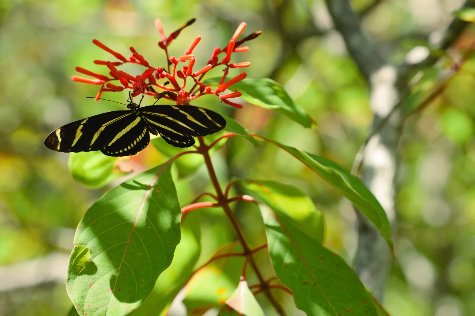 Firecracker Bush (Hamelia Patens) — features tubular orange-red blossoms that attract hummingbirds and butterflies; while the nectar-rich flowers attract